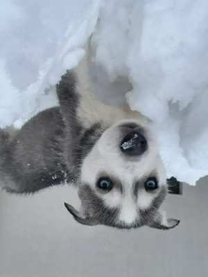 Husky de vanzare!! 80 de euro,1 mascul si 4 femele