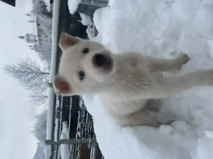 Husky,1 mascul si 4 femele URGENT!! - imagine 3