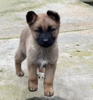 Pui ciobănesc belgian  - imagine 2