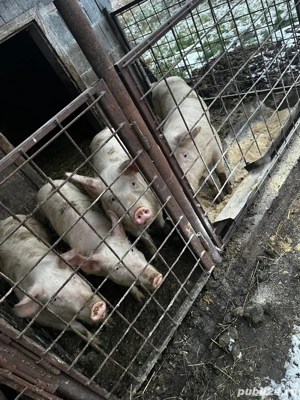 Vand purcei șoldani  - imagine 5