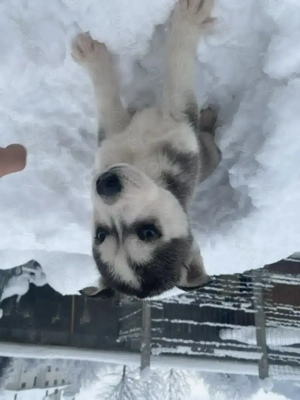 Husky,1 mascul si 4 femele URGENT!! - imagine 4