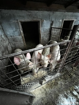 Vand purcei șoldani  - imagine 3