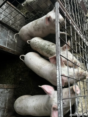 Vand purcei șoldani  - imagine 4