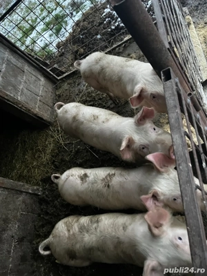 Vand purcei șoldani  - imagine 2