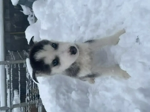 Husky,1 mascul si 4 femele URGENT!! - imagine 2