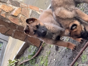 Pui ciobănesc belgian 