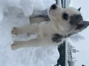 Husky,1 mascul si 4 femele URGENT!! - imagine 5