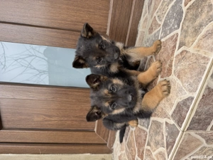 Pui ciobănesc belgian  - imagine 4