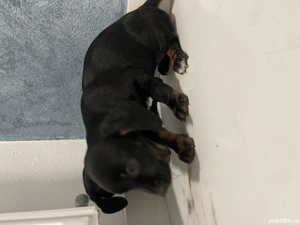 Căței teckel metis  - imagine 3