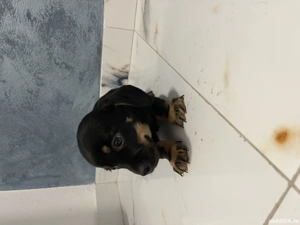 Căței teckel metis  - imagine 5