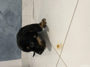 Căței teckel metis  - imagine 4