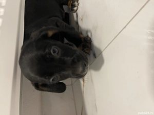 Căței teckel metis  - imagine 2