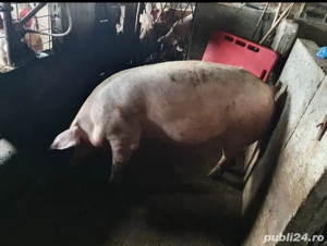 porci de carne  160  si 240 kg