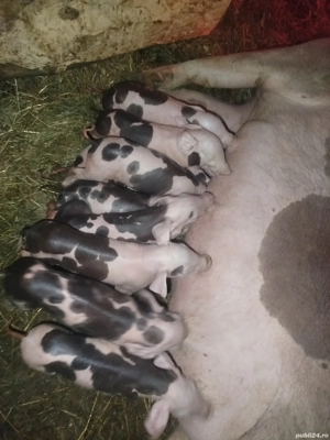 Scroafă cu purcei  - imagine 3