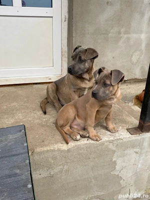 catelusi cane corso italianao  - imagine 4