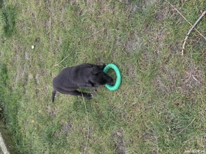 Adoptii catelusi! - imagine 3