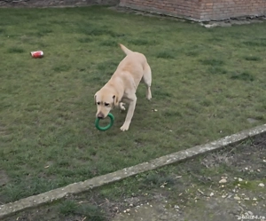 Adoptii catelusi! - imagine 4