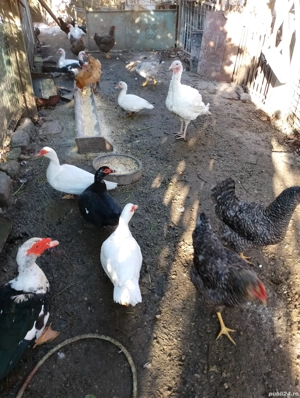 Vând rate mute și în perechi  - imagine 3