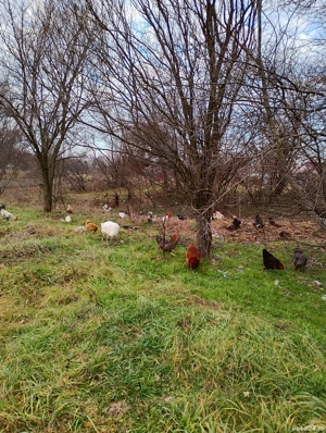 Vând rate mute și în perechi  - imagine 2