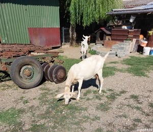 Capră .....  - imagine 2