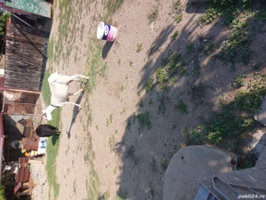 Capră .....  - imagine 3