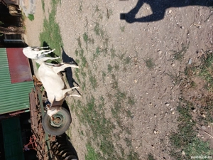 Capră .....  - imagine 5