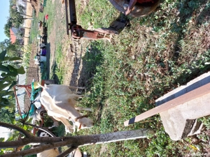 Capră .....  - imagine 4