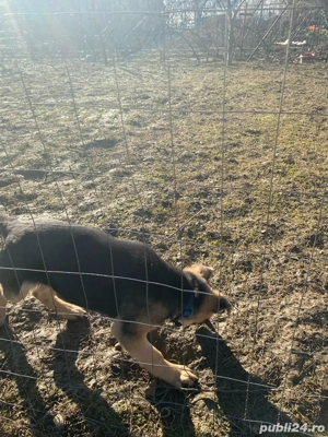 Ciobănesc German mascul - 4 luni, vaccinat - imagine 3