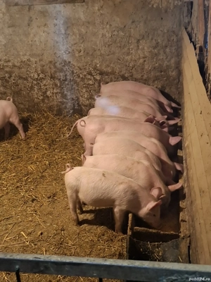 purcei de vânzare - imagine 3