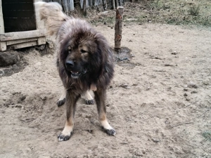 Vând pereche Ciobanesc 