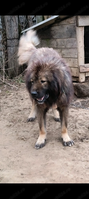 Vând pereche Ciobanesc  - imagine 4