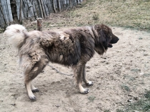 Vând pereche Ciobanesc  - imagine 5