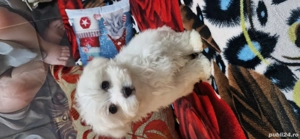 vând bichon mini toy  - imagine 3