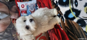vând bichon mini toy  - imagine 2