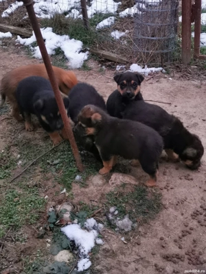 Cățeluși pentru adopție  - imagine 2