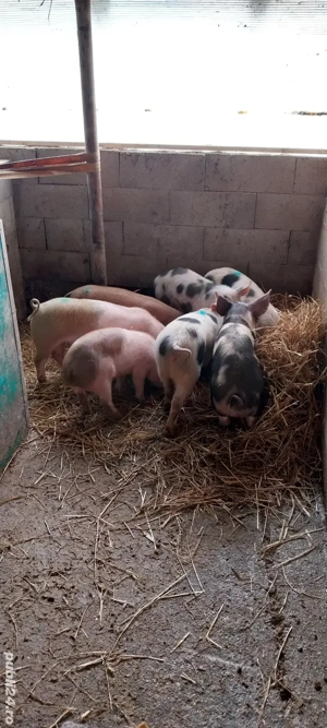 Șoldani de vânzare - imagine 3