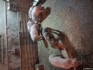 vand purcei pietrian 