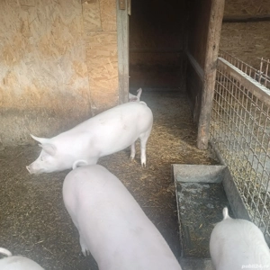 Purcei de vanzare,greutate 55-75kg bucata - imagine 5