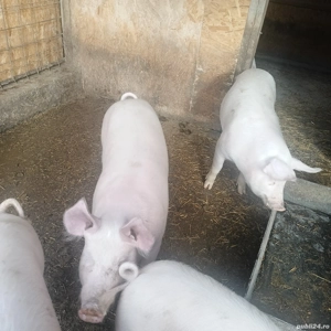 Purcei de vanzare,greutate 55-75kg bucata - imagine 4