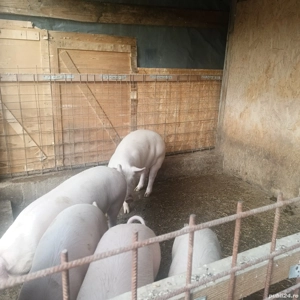 Purcei de vanzare,greutate45-60 kg bucata