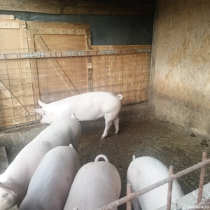 Purcei de vanzare,greutate 55-75kg bucata - imagine 3