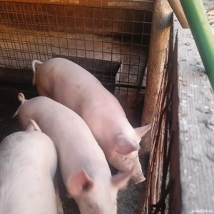 Purcei de vanzare,greutate 55-75kg bucata - imagine 2