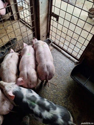 Disponibili 3 masculi metis Pietrain Belgian alb linie Mircea Lazar cei cu spray pe spate    Aproxim - imagine 2