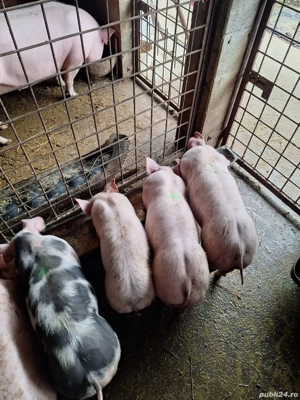 Disponibili 3 masculi metis Pietrain Belgian alb linie Mircea Lazar cei cu spray pe spate    Aproxim - imagine 3