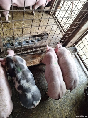 Disponibili 3 masculi metis Pietrain Belgian alb linie Mircea Lazar cei cu spray pe spate    Aproxim - imagine 4