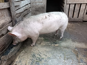 Vând un porc de tăiat și 4 purcei