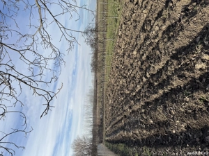 Vând teren intravilan  - imagine 2