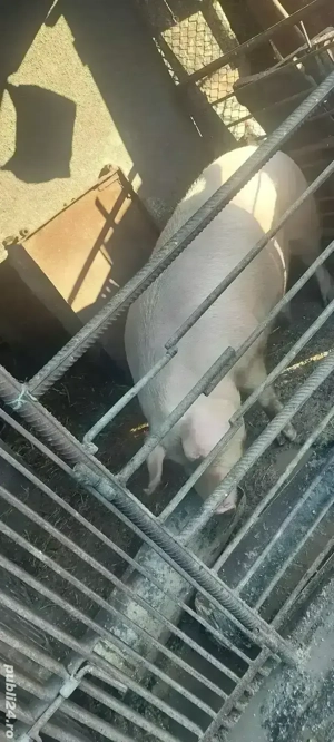 Purcea de vânzare Negociabil  - imagine 3