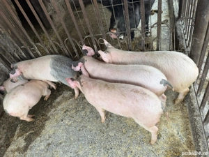 Vand purcei - imagine 2