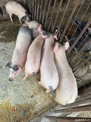 Vand purcei - imagine 3